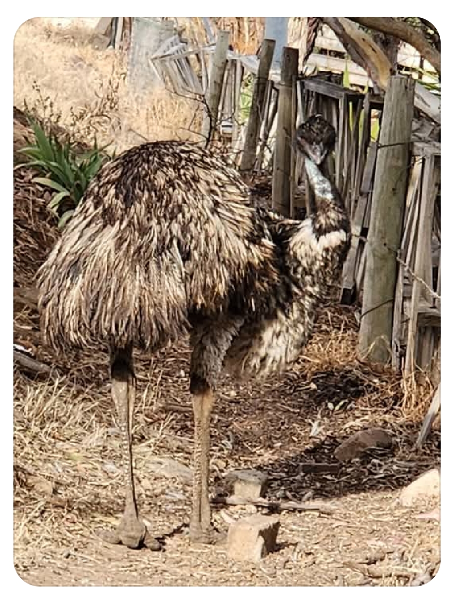 Facebook photo of Emily A memorial for her is outside the Stables OpShop